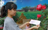 Hàng nghìn bông hoa hồng Bulgaria khoe sắc ở Công viên nước Hồ Tây